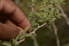 Prosopis cineraria