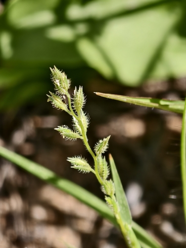 European Bur-grass (Tragus racemosus)