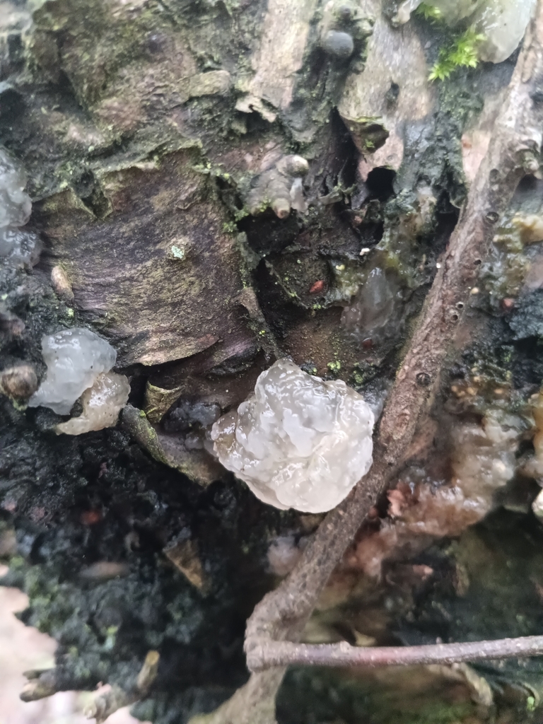 Myxarium nucleatum · February 2026 · photo: © considerthelilies (iNaturalist, cc-by)