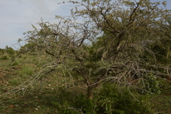 Prosopis cineraria