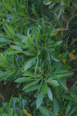 Allophylus natalensis