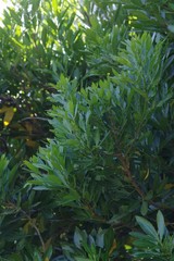 Allophylus natalensis