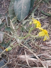Senecio glaucus