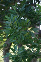 Allophylus natalensis