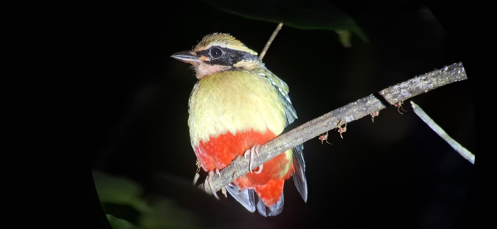 African Pitta (Pitta angolensis), photo 1