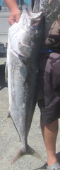 Seriola lalandi