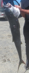 Seriola lalandi