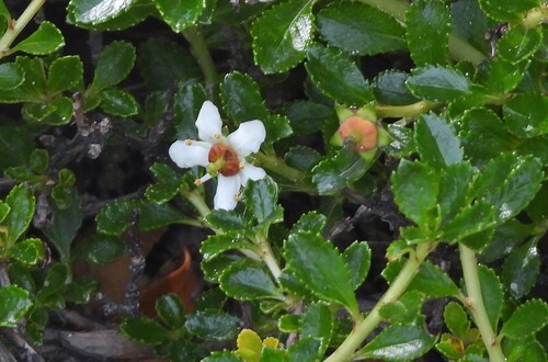 Escallonia serrata (Escallonia serrata)