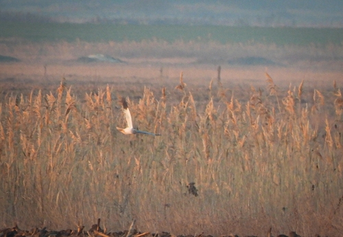 Hen Harrier