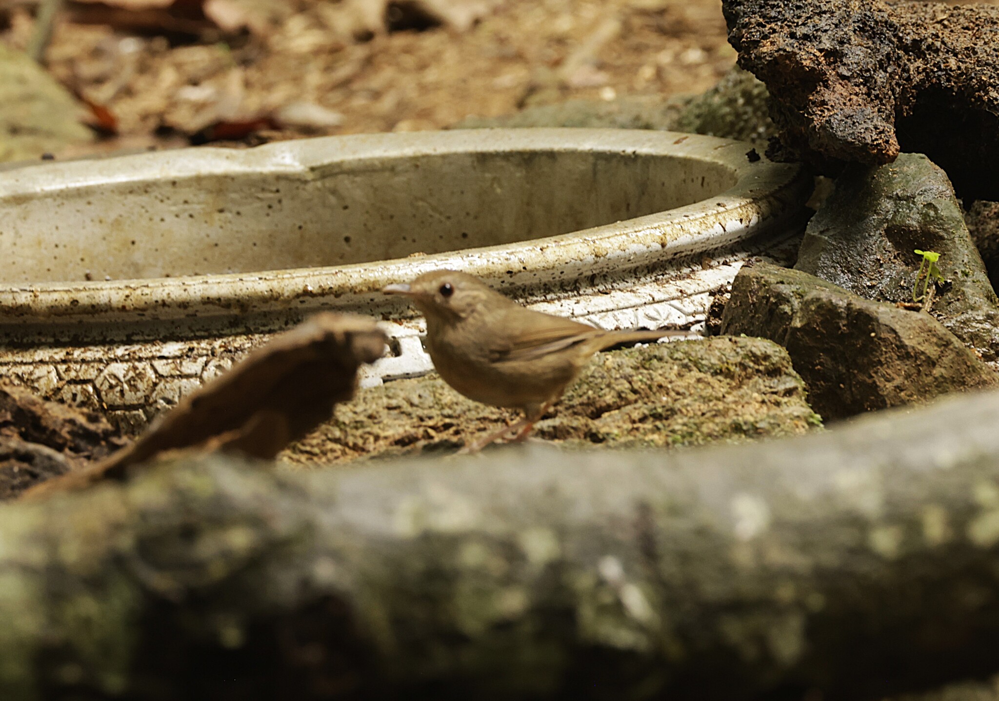 Buff-breasted Babbler (Pellorneum tickelli), photo 1
