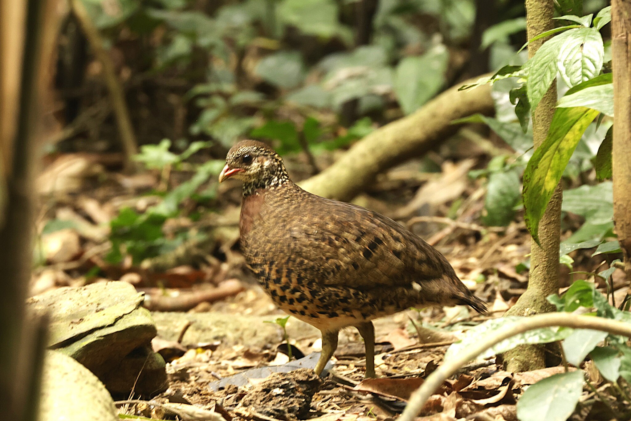 Green-legged Partridge (Tropicoperdix chloropus), photo 1