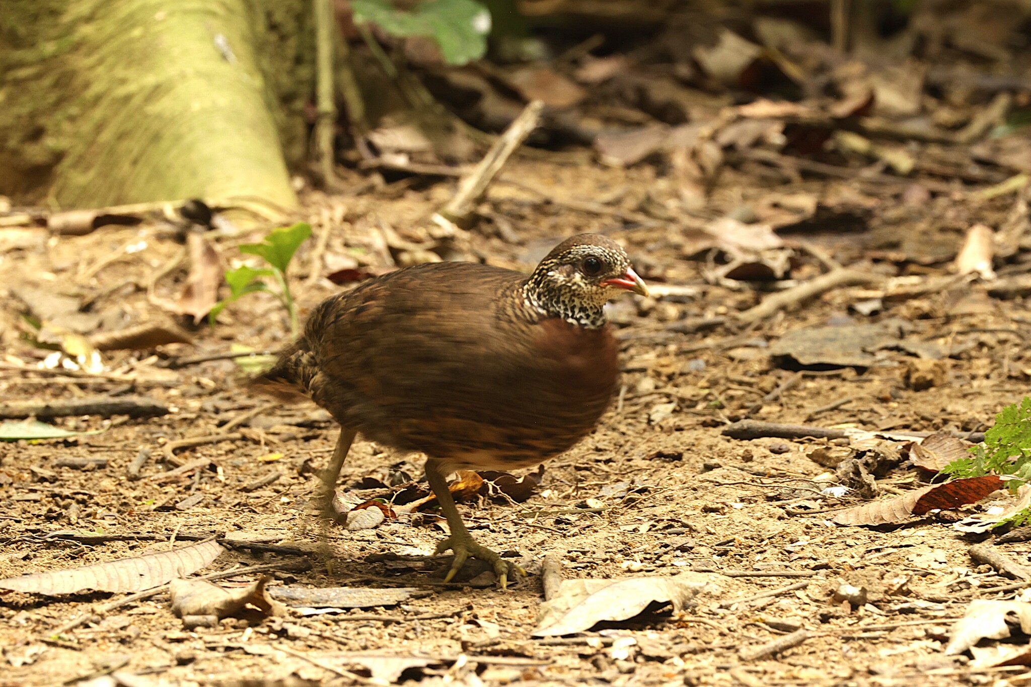 Green-legged Partridge (Tropicoperdix chloropus), photo 2