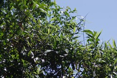 Flagellaria