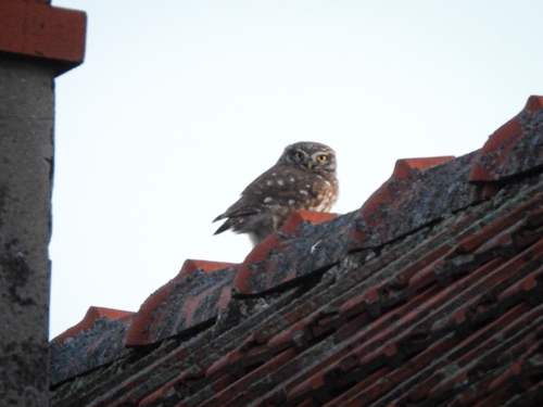 Little Owl