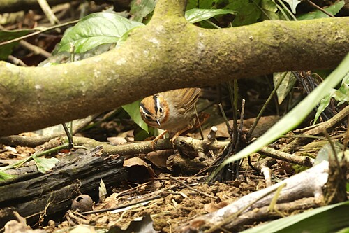 Rufous-throated Fulvetta (Schoeniparus rufogularis), photo 9