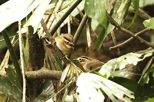 Rufous-throated Fulvetta (Schoeniparus rufogularis), photo 8