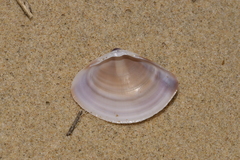 Austromactra rufescens