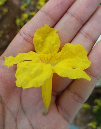 Kibrahacha (Handroanthus billbergii)