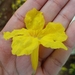 Guayacán amarillo
