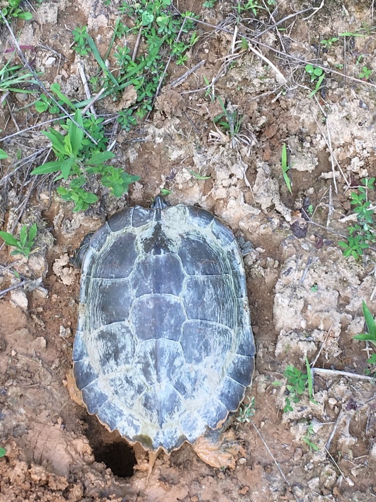 Northern Map Turtle in June 2019 by ridgerunner40972 · iNaturalist
