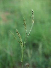 Hackelochloa granularis