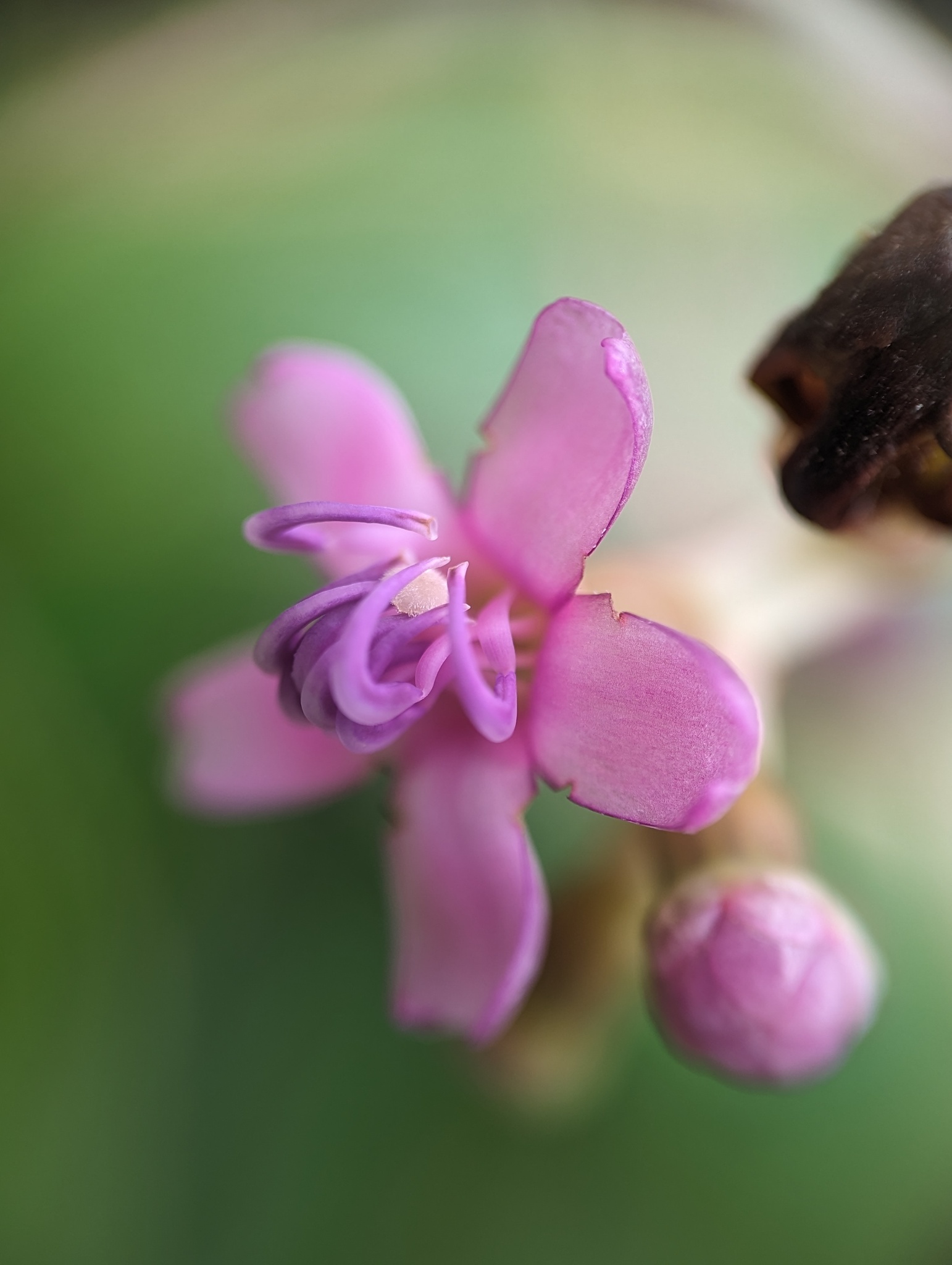 Galapagos Miconia (Miconia robinsoniana)