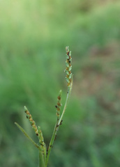 Hackelochloa granularis