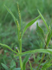 Hackelochloa granularis