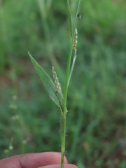Hackelochloa granularis