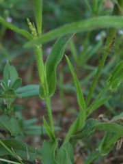 Hackelochloa granularis