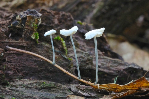 Black-stalked Marasmius
