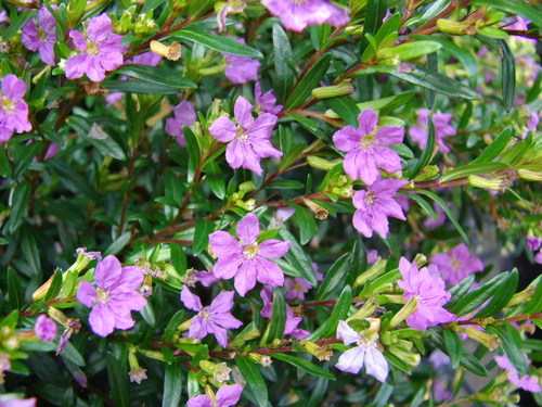 False heather