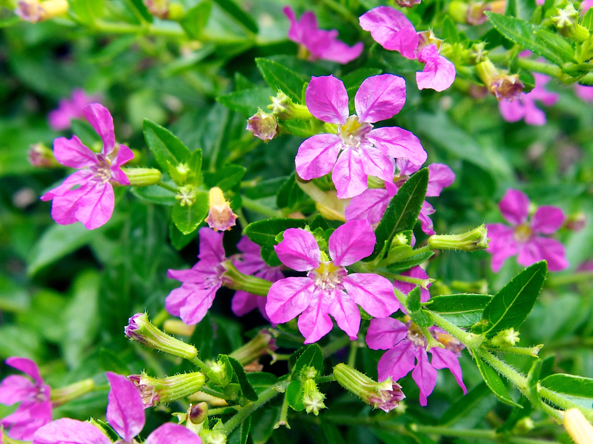 Cuphea hyssopifolia