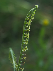Heliotropium zeylanicum