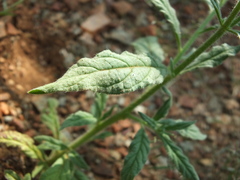 Heliotropium zeylanicum