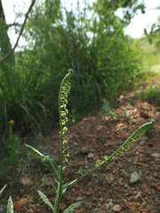 Heliotropium zeylanicum