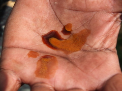 Heliotropium zeylanicum