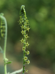 Heliotropium zeylanicum