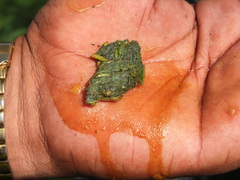 Heliotropium zeylanicum