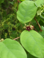Hemidesmus indicus