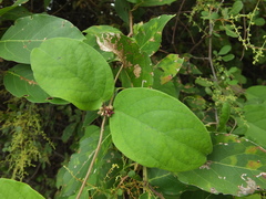Hemidesmus indicus