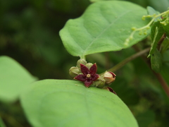 Hemidesmus indicus