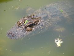 Alligator sinensis