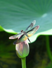 Rhyothemis fuliginosa