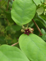 Hemidesmus indicus