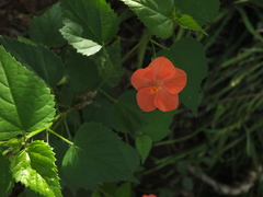 Hibiscus hirtus