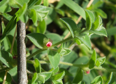 Indigofera cordifolia
