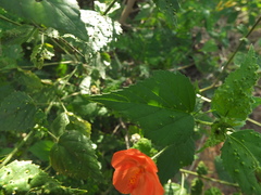 Hibiscus hirtus
