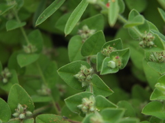 Indigofera cordifolia