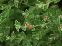 Indigofera cordifolia